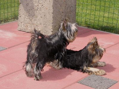 Puppies of Rada's Victory Broadway Star