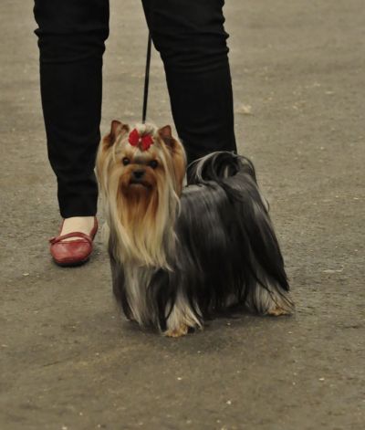 Radas Victory Quite A Catch 1