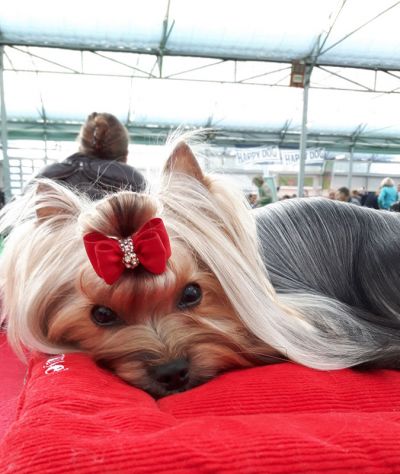 Radas Victory Nothing But Love 2