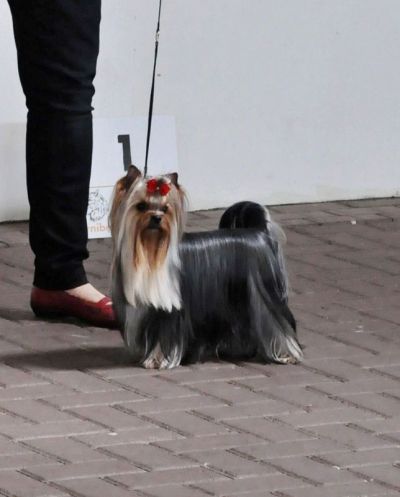 Radas Victory Quite A Catch 2