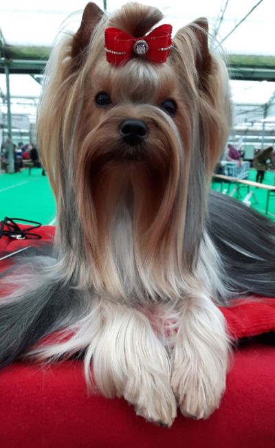 Radas Victory Name Of The Game 2