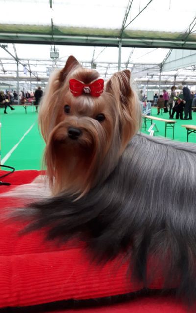 Radas Victory Name Of The Game 3