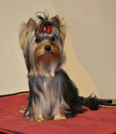 Radas Victory Nothing But Love