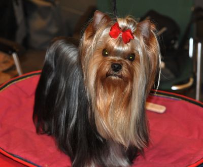 Radas Victory Quite A Catch 3