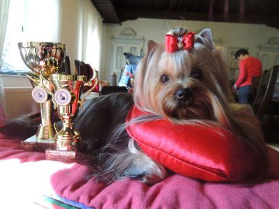 Radas Victory In The Spotlight