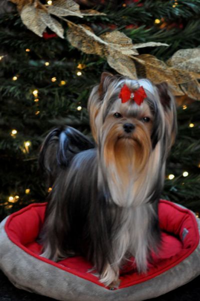 Radas Victory Name Quite A Catch 3