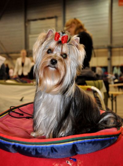 Radas Victory Nothing But Love 2